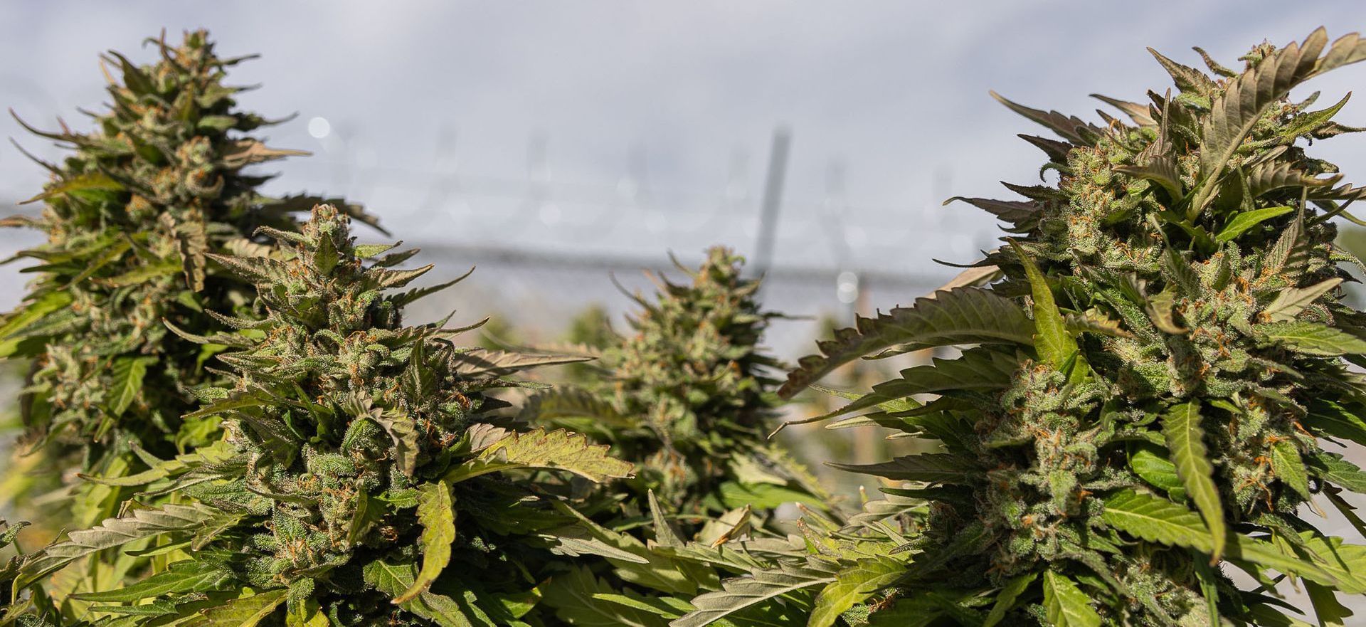 Toke Dispensary, Flower, Local