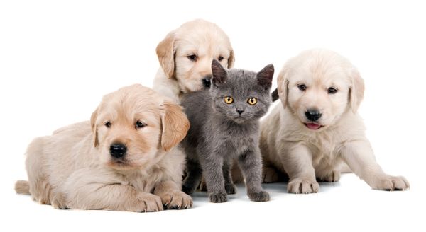 Cute Dogs & Cat — Westbrook, CT — Morris Pet Grooming LLC