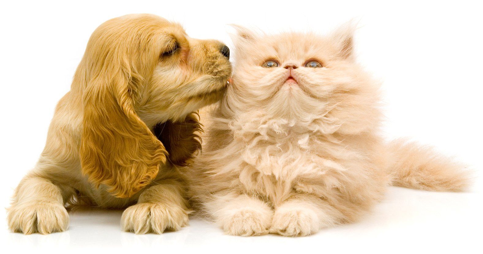Dog Kissed The Cat — Westbrook, CT — Morris Pet Grooming LLC