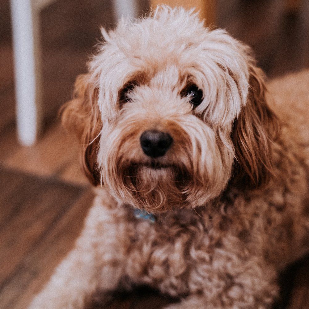 duda_website_agency_charlie