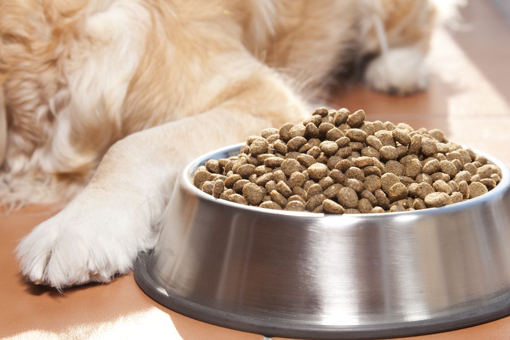 A Dog Is Laying Next To A Bowl Of Dog Food — Cessnock Pet & Greyhound Supplies in Newcastle, NSW
