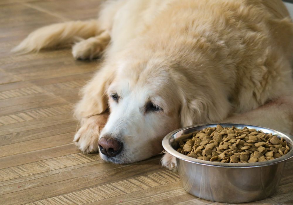 A Dog Is Laying On The Floor Next To A Bowl Of Dog Food — Cessnock Pet & Greyhound Supplies in Lake Macquarie, NSW
