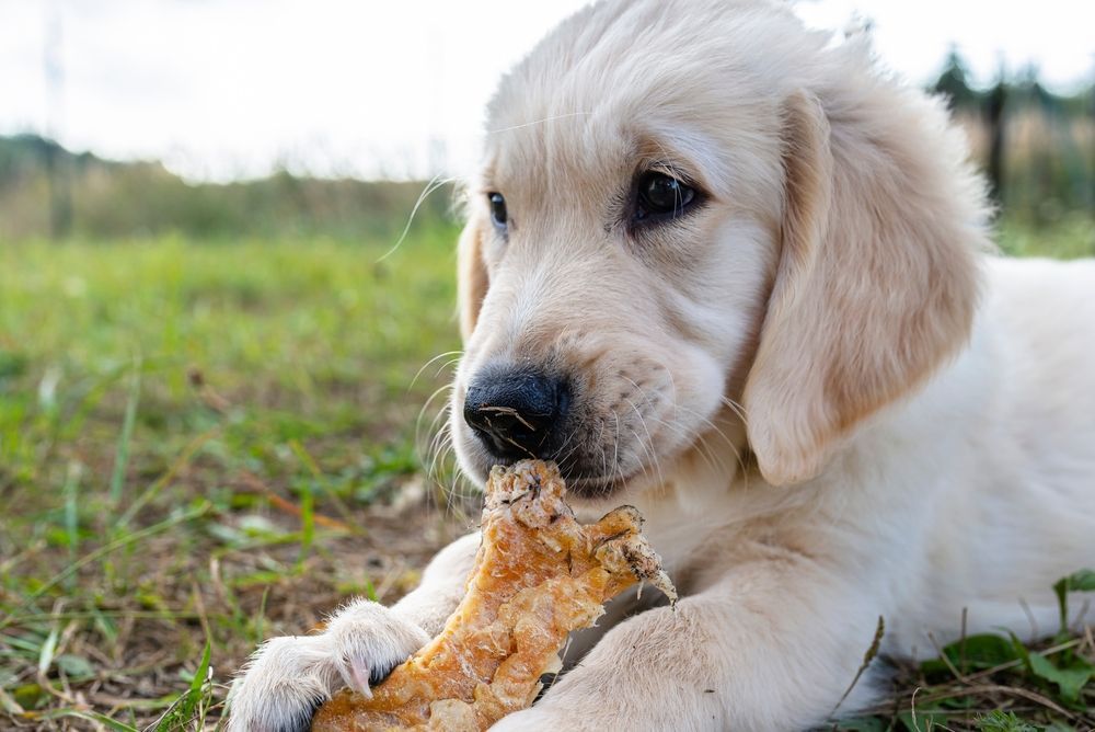 A Puppy Is Chewing On A Bone In The Grass — Cessnock Pet & Greyhound Supplies in Lake Macquarie, NSW