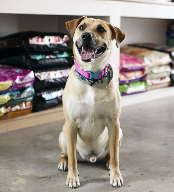A Dog Wearing A Pink Collar Is Sitting In Front Of A Pile Of Dog Food — Cessnock Pet & Greyhound Supplies in Lake Macquarie, NSW
