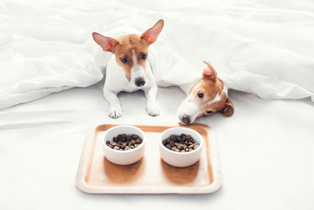 Two Dogs Are Eating From Bowls On A Tray On A Bed — Cessnock Pet & Greyhound Supplies in Cessnock, NSW