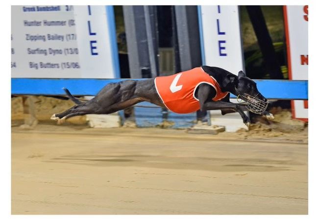 A greyhound wearing an orange number 7 jersey is running on a track — Cessnock Pet & Greyhound Supplies in Cessnock, NSW
