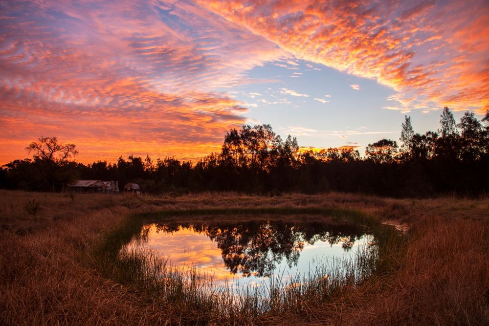 There Is A Small Pond In The Middle Of A Field At Sunset — Cessnock Pet & Greyhound Supplies in Singleton, NSW