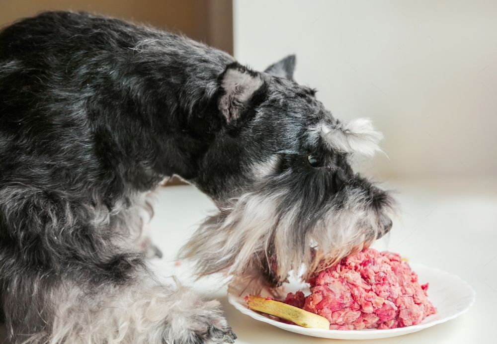A Schnauzer Dog Is Eating Meat From A Plate — Cessnock Pet & Greyhound Supplies in Singleton, NSW