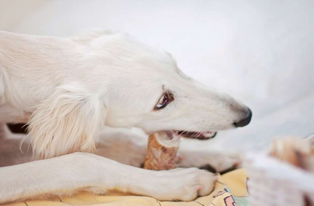 A White Dog Is Chewing On A Bone On A Bed — Cessnock Pet & Greyhound Supplies in Lake Macquarie, NSW
