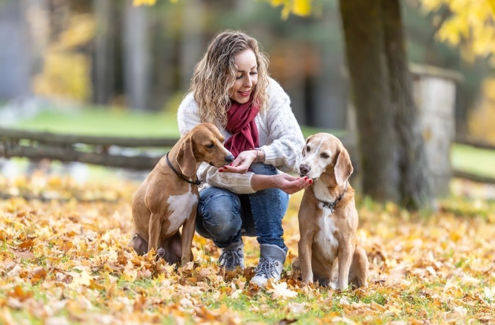 A Woman Is Feeding Two Dogs In A Park — Cessnock Pet & Greyhound Supplies in Gunnedah, NSW