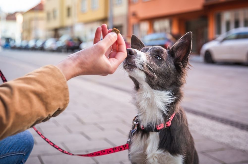 A Person Is Feeding A Dog A Treat On The Street — Cessnock Pet & Greyhound Supplies in Gosford, NSW