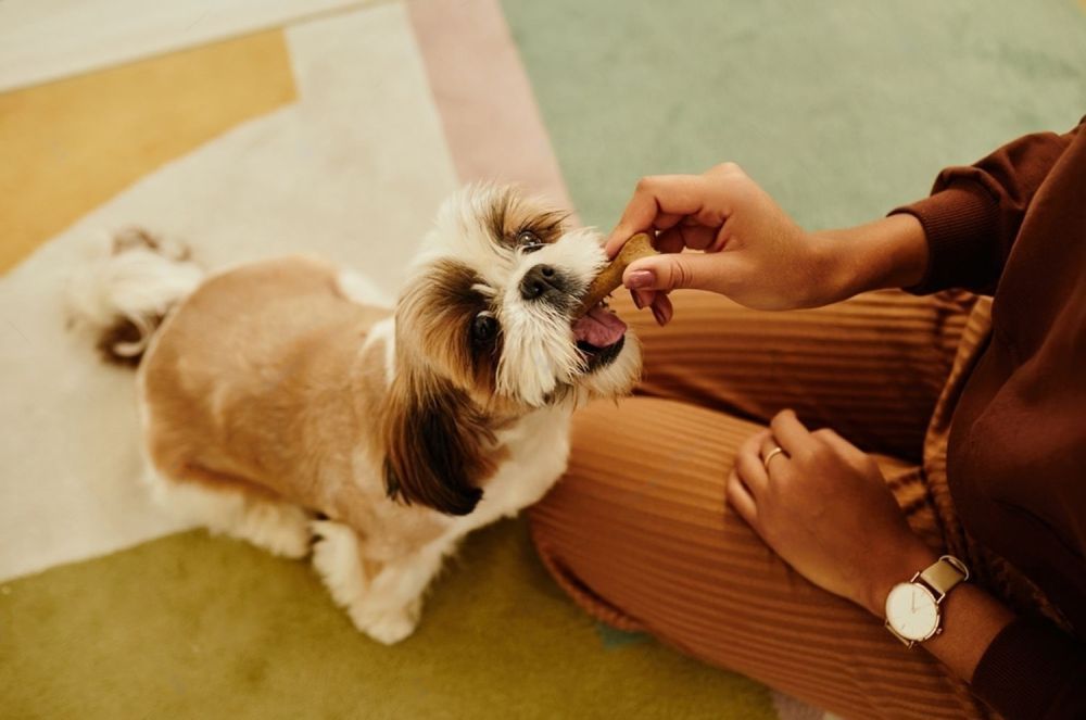 A Person Is Feeding A Small Dog A Treat While Sitting On The Floor — Cessnock Pet & Greyhound Supplies in Gosford, NSW