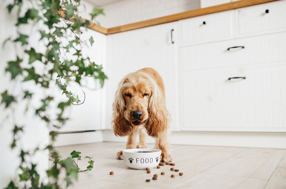 A Cocker Spaniel Is Eating Food From A Bowl In A Kitchen — Cessnock Pet & Greyhound Supplies in Gunnedah, NSW