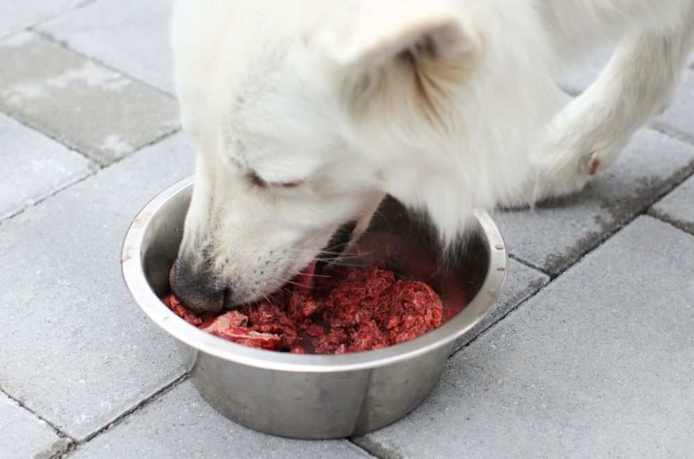 A White Dog Is Eating From A Stainless Steel Bowl — Cessnock Pet & Greyhound Supplies in Gosford, NSW