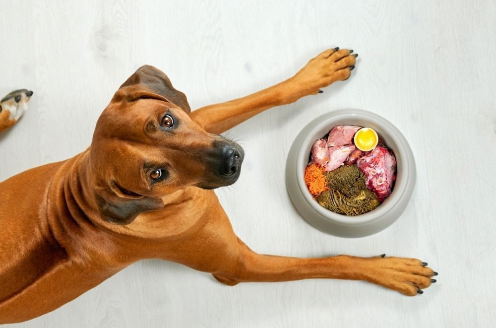 A Dog Is Laying On The Floor Next To A Bowl Of Food — Cessnock Pet & Greyhound Supplies in Taree, NSW