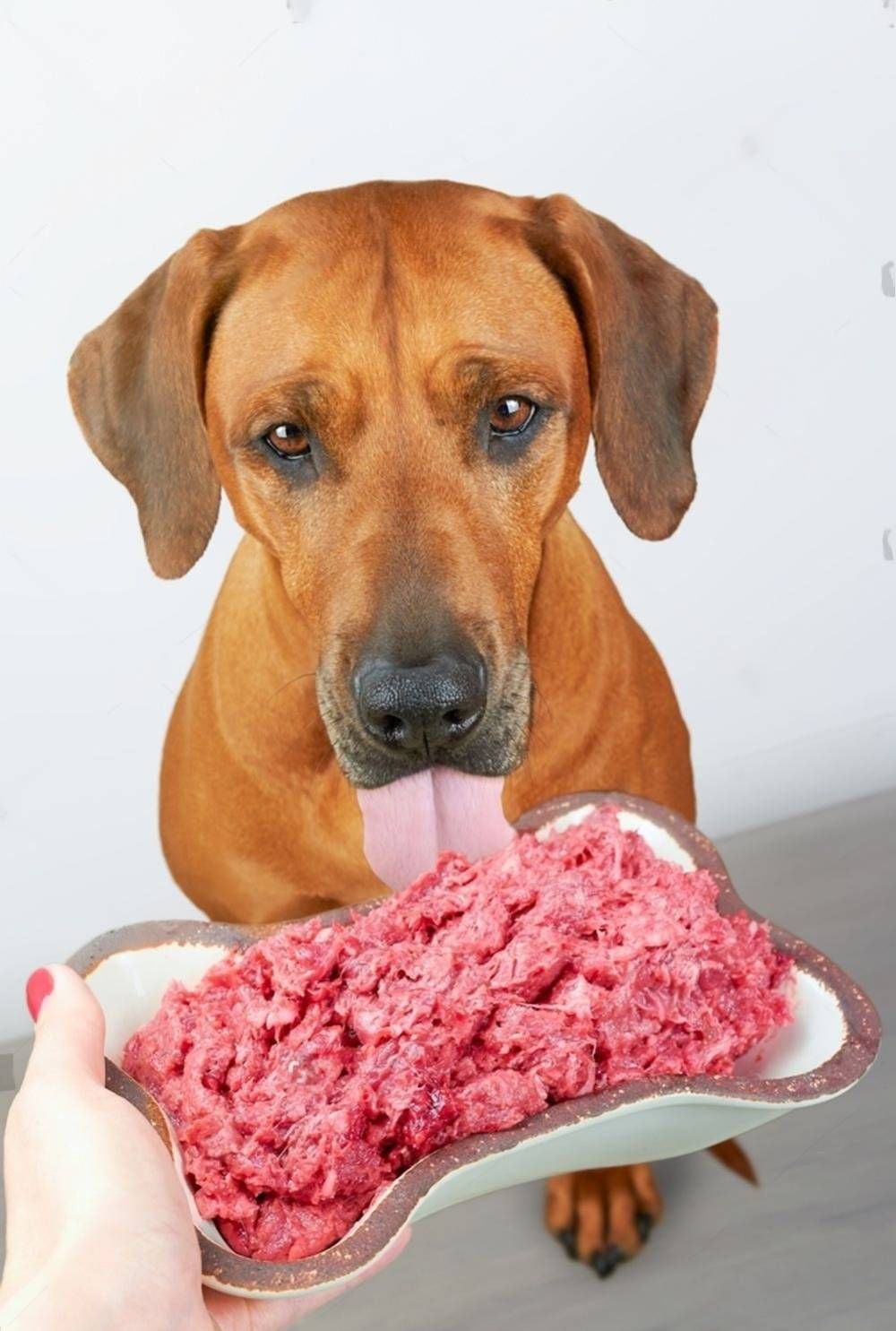 A Dog Is Sticking Its Tongue Out At A Person Holding A Plate Of Raw Meat — Cessnock Pet & Greyhound Supplies in Taree, NSW