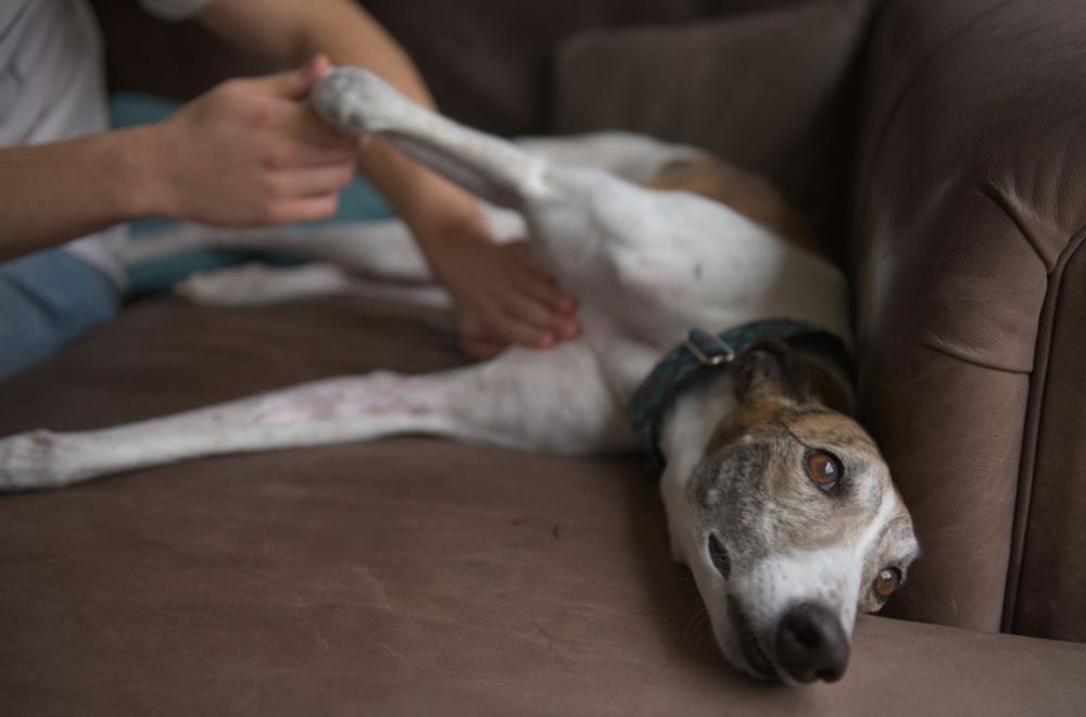 A Person Is Petting A Dog Laying On A Couch — Cessnock Pet & Greyhound Supplies in Taree, NSW