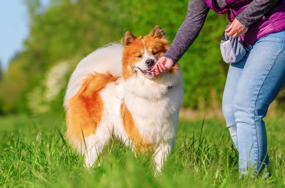 A Woman Is Petting A Dog In A Field — Cessnock Pet & Greyhound Supplies in Singleton, NSW