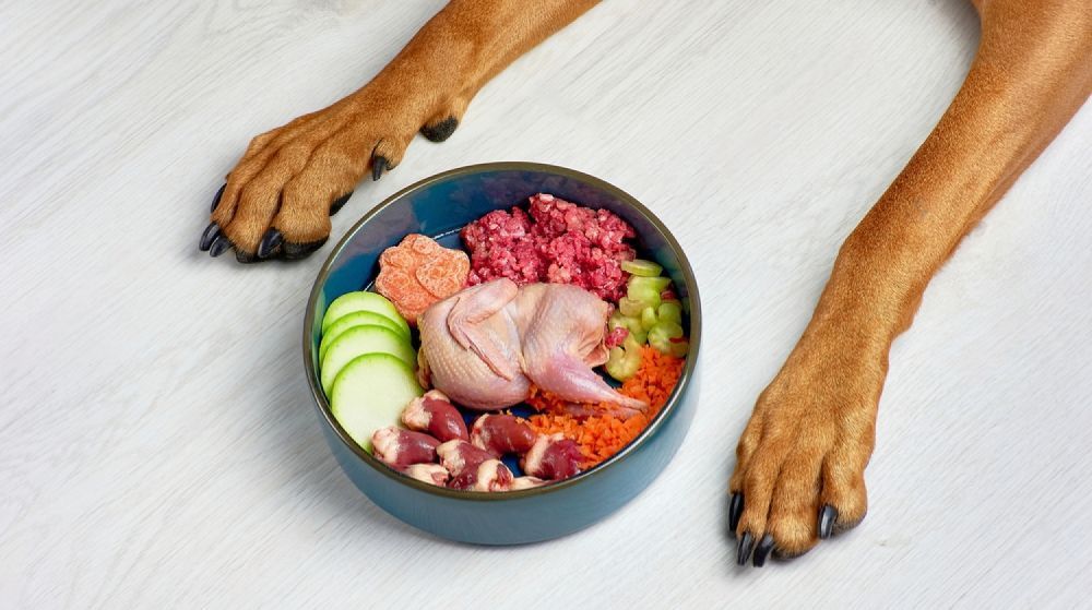 A Dog Is Standing Next To A Bowl Of Food — Cessnock Pet & Greyhound Supplies in Gunnedah, NSW