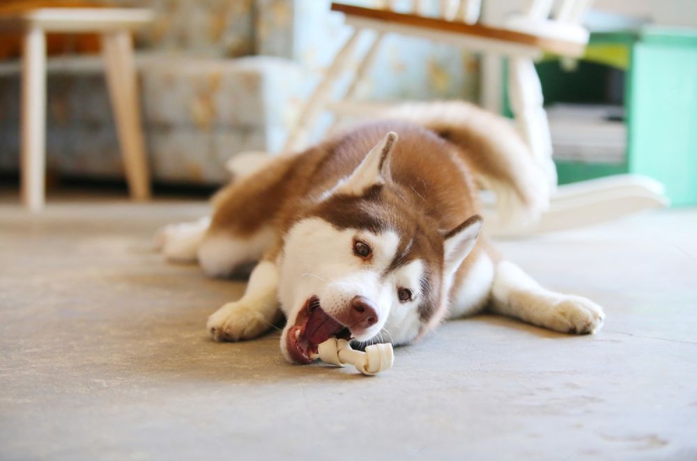 A Husky Dog Is Chewing On A Bone On The Floor — Cessnock Pet & Greyhound Supplies in Cessnock, NSW