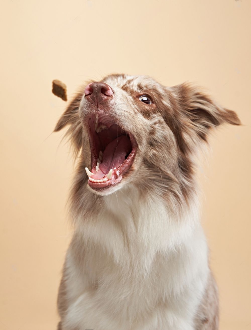 A Brown And White Dog With Its Mouth Open Is Catching A Treat In The Air — Cessnock Pet & Greyhound Supplies in Wyong, NSW