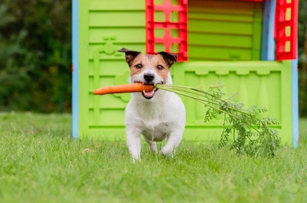A Dog Is Running With A Carrot In Its Mouth In Front Of A Playhouse — Cessnock Pet & Greyhound Supplies in Singleton, NSW