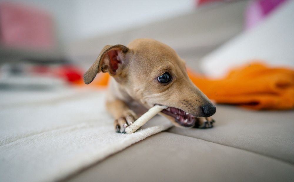 A Puppy Is Chewing On A Bone On A Couch — Cessnock Pet & Greyhound Supplies in Gosford, NSW