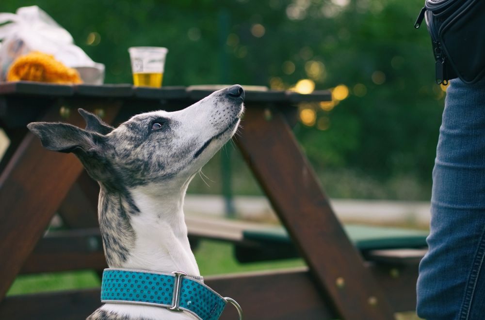 A Dog Is Sitting On A Picnic Table Looking Up At A Person — Cessnock Pet & Greyhound Supplies in Gunnedah, NSW