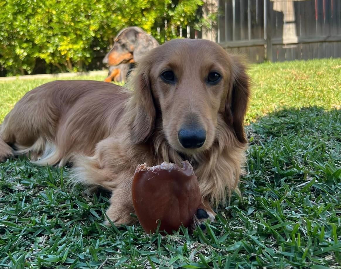 A dachshund is laying in the grass with a toy in its mouth — Cessnock Pet & Greyhound Supplies in Cessnock, NSW