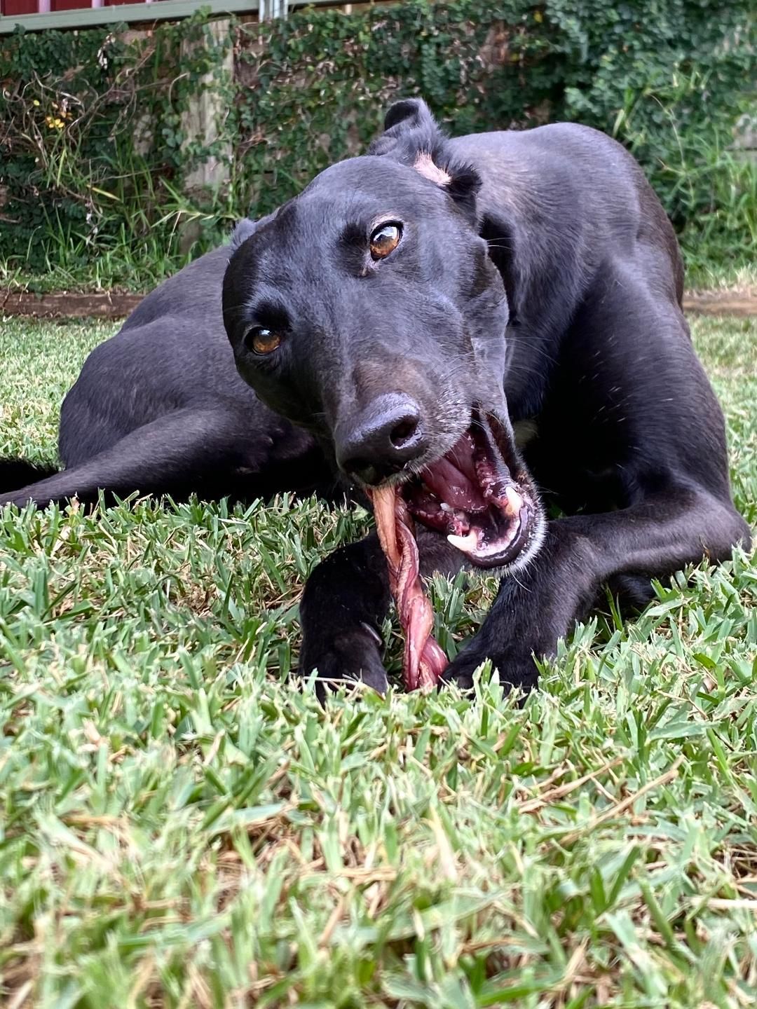 A black dog is chewing on a bone in the grass — Cessnock Pet & Greyhound Supplies in Cessnock, NSW