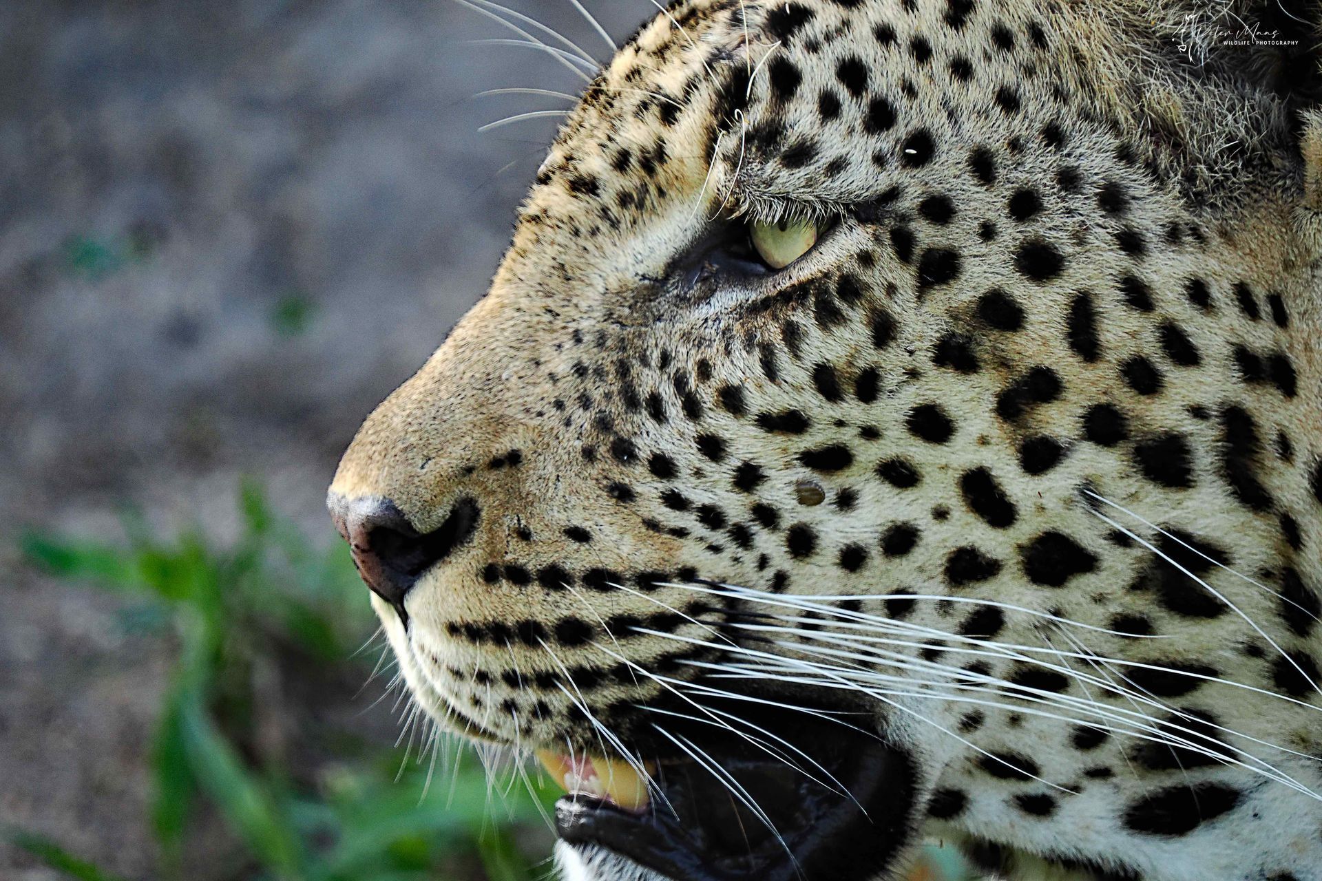 Pungwe Safari Camp - Falling in love with leopards