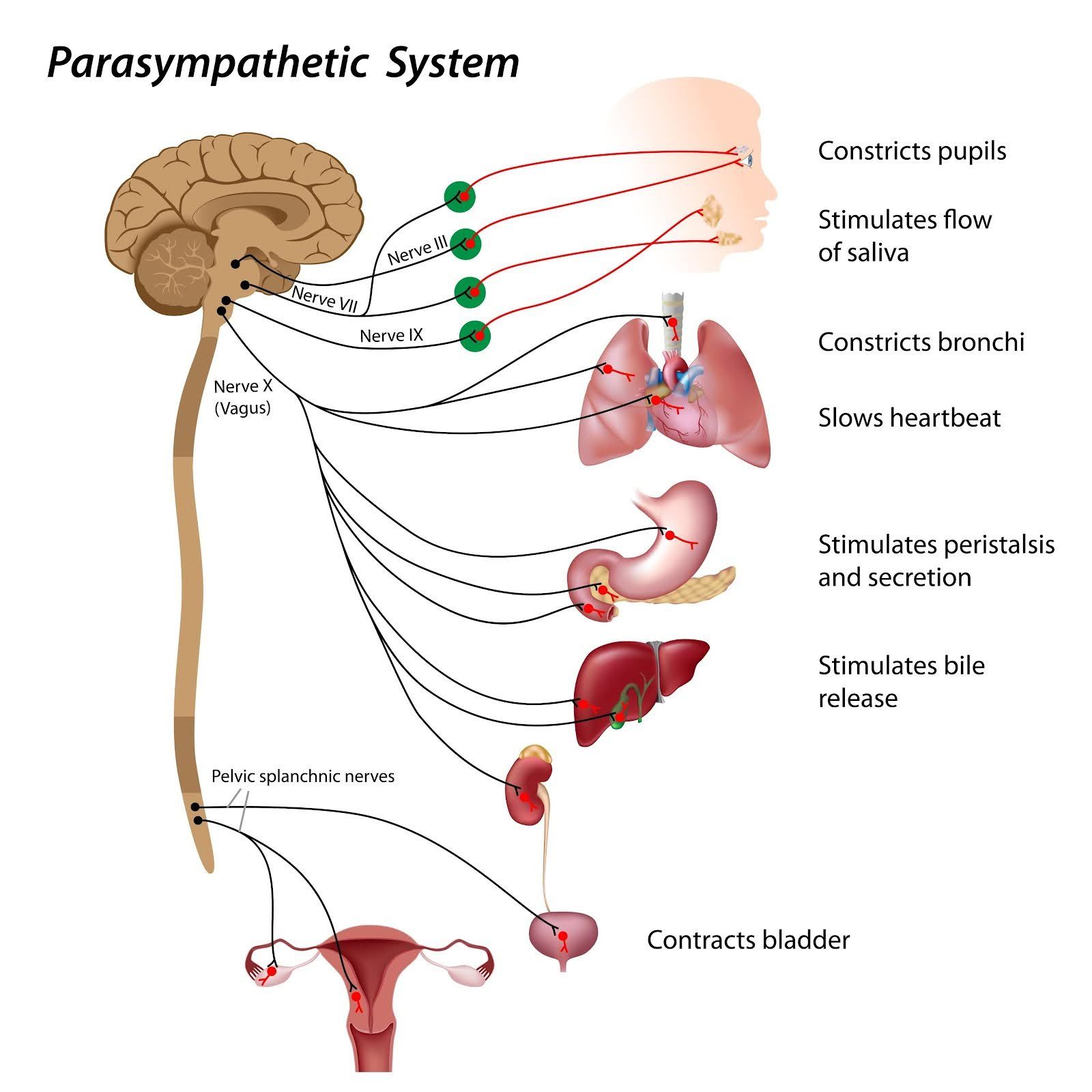 An anatomical diagram showing the parasympathetic nervous system, including its cranial and sacral nerve connections.