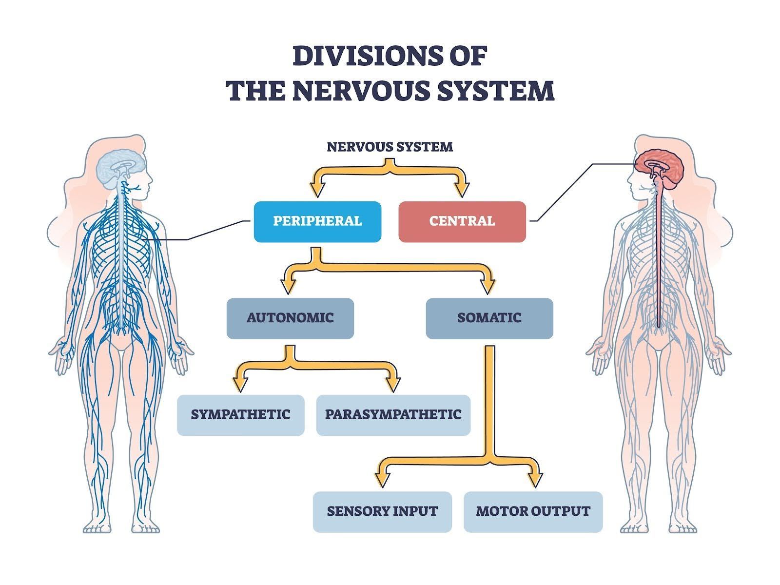 Diagram of the nervous system: central and peripheral divisions; autonomic and somatic systems; sympathetic and parasympathetic responses.