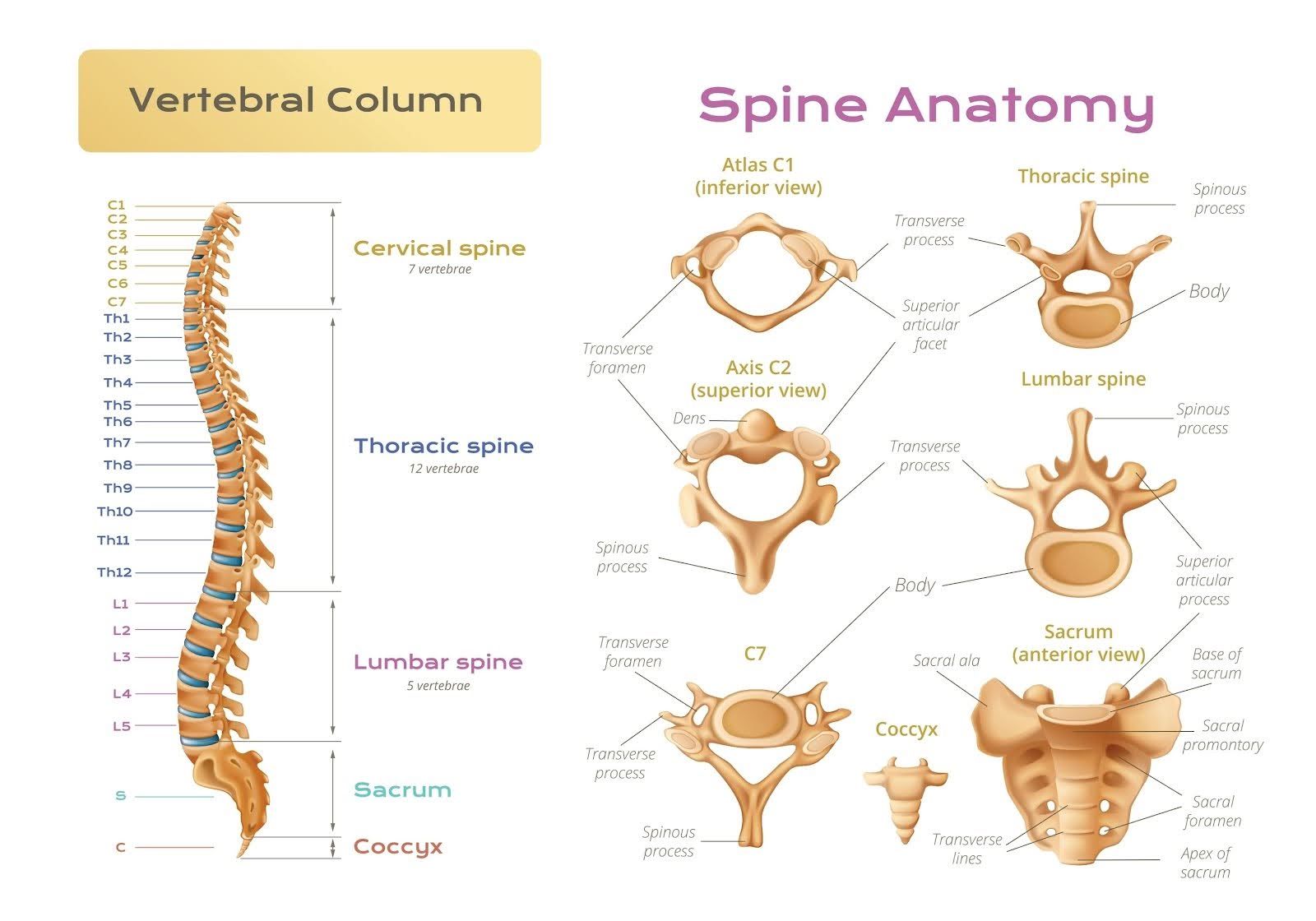 Diagram of a vertebral column and spine anatomy, showing sections and cross-sections of vertebrae.