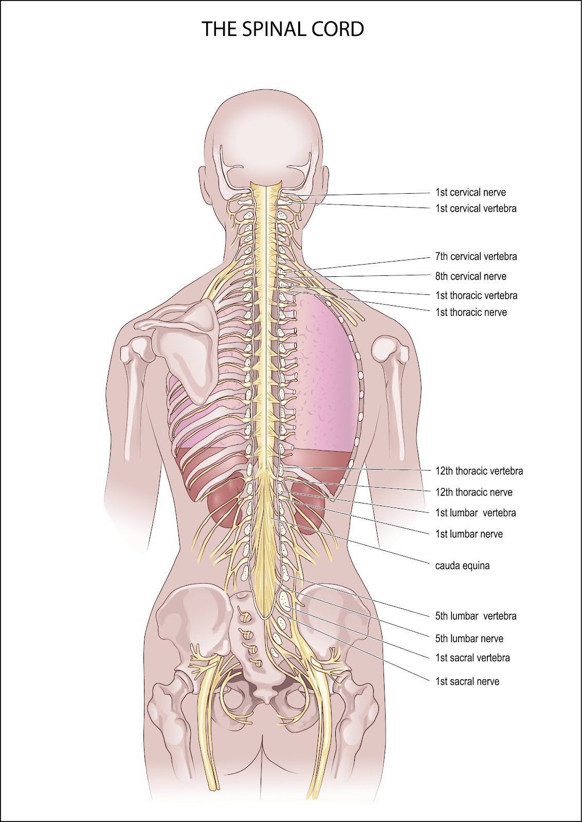 Diagram of the human spinal cord with nerves branching out, showing internal organs and skeletal structure.