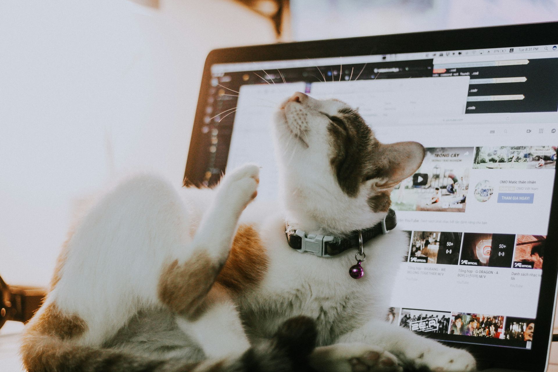 Working from home