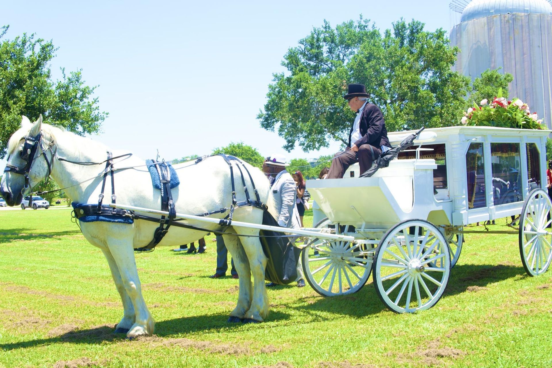 White horse-drawn hearse carrying a casket, parked on a grassy field. A person sits in the driver's seat.