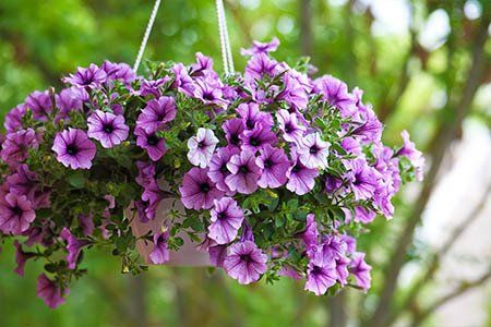 Proven Winners Hanging Baskets