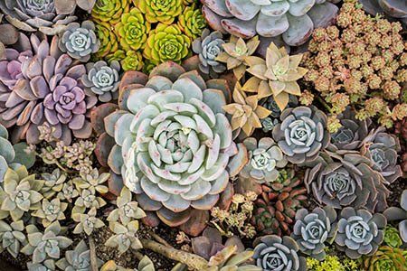 Succulents