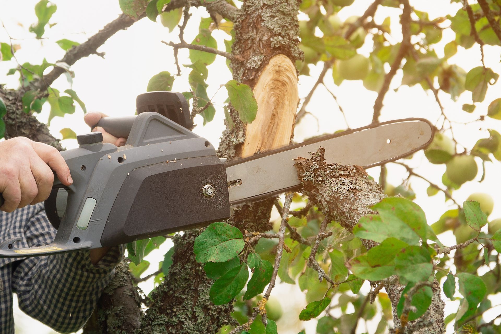 A man is cutting a tree with a chainsaw.