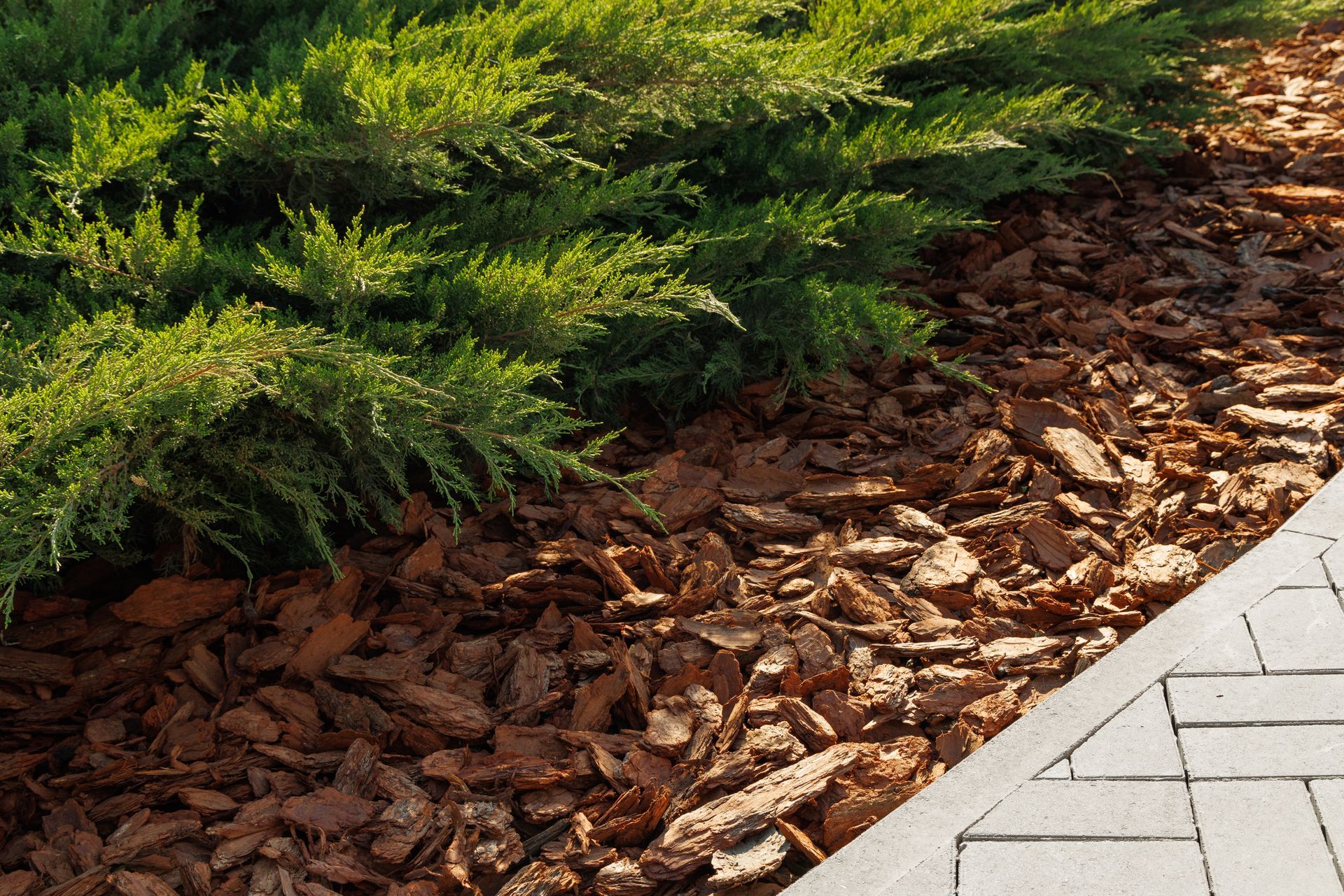 A row of trees next to a sidewalk and a pile of mulch.