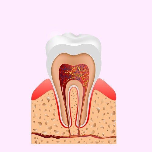 Parte interna do dente