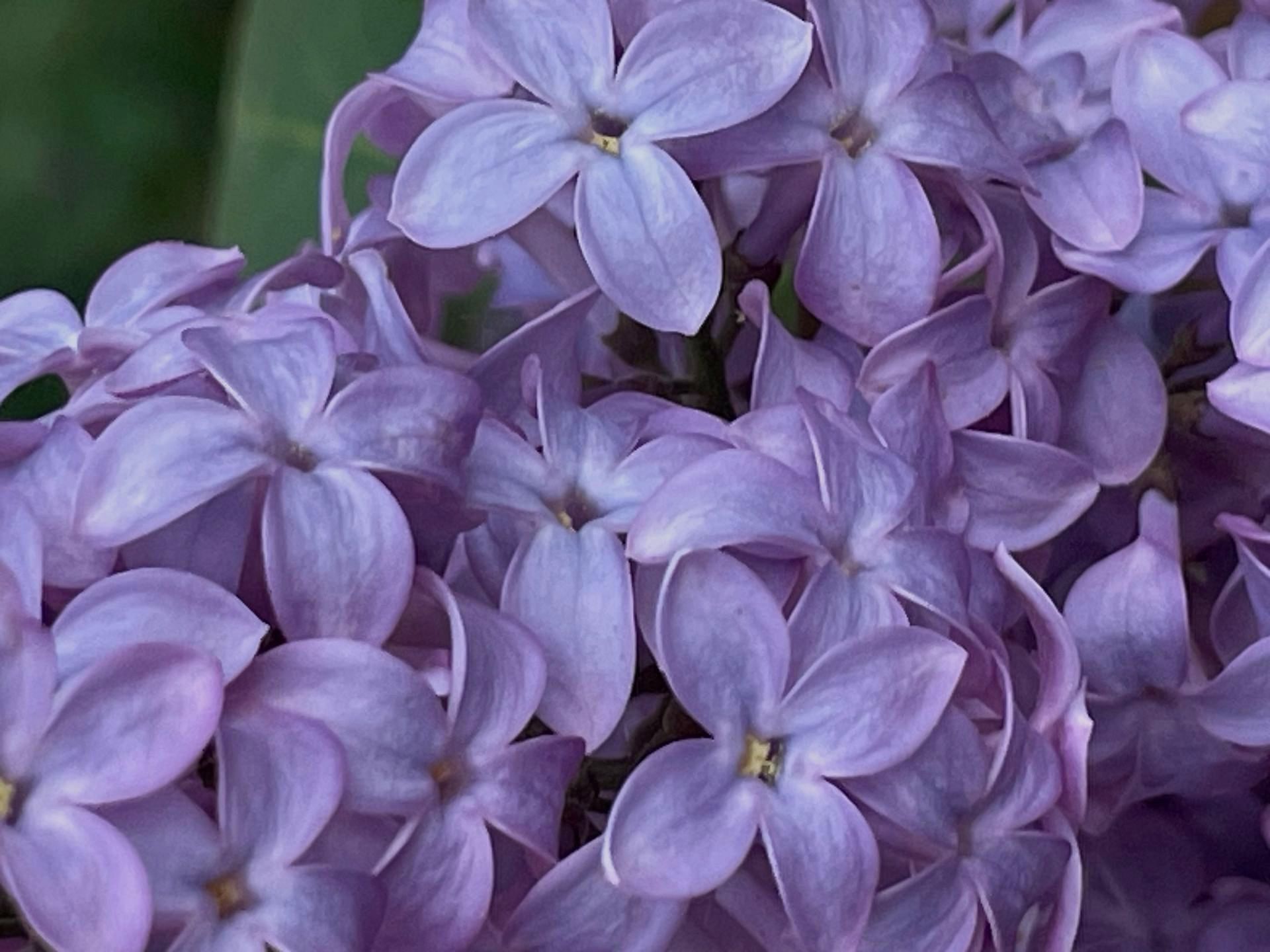 Cluster of light purple lilac flowers.