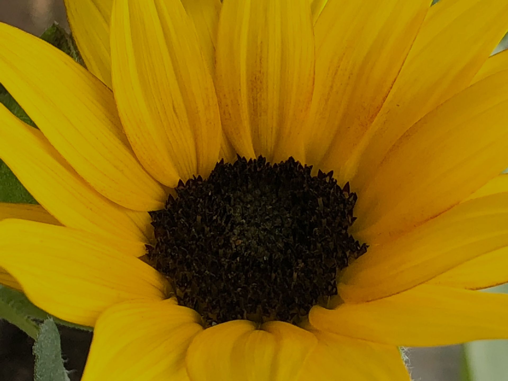Close-up of a sunflower with bright yellow petals surrounding a dark brown center.