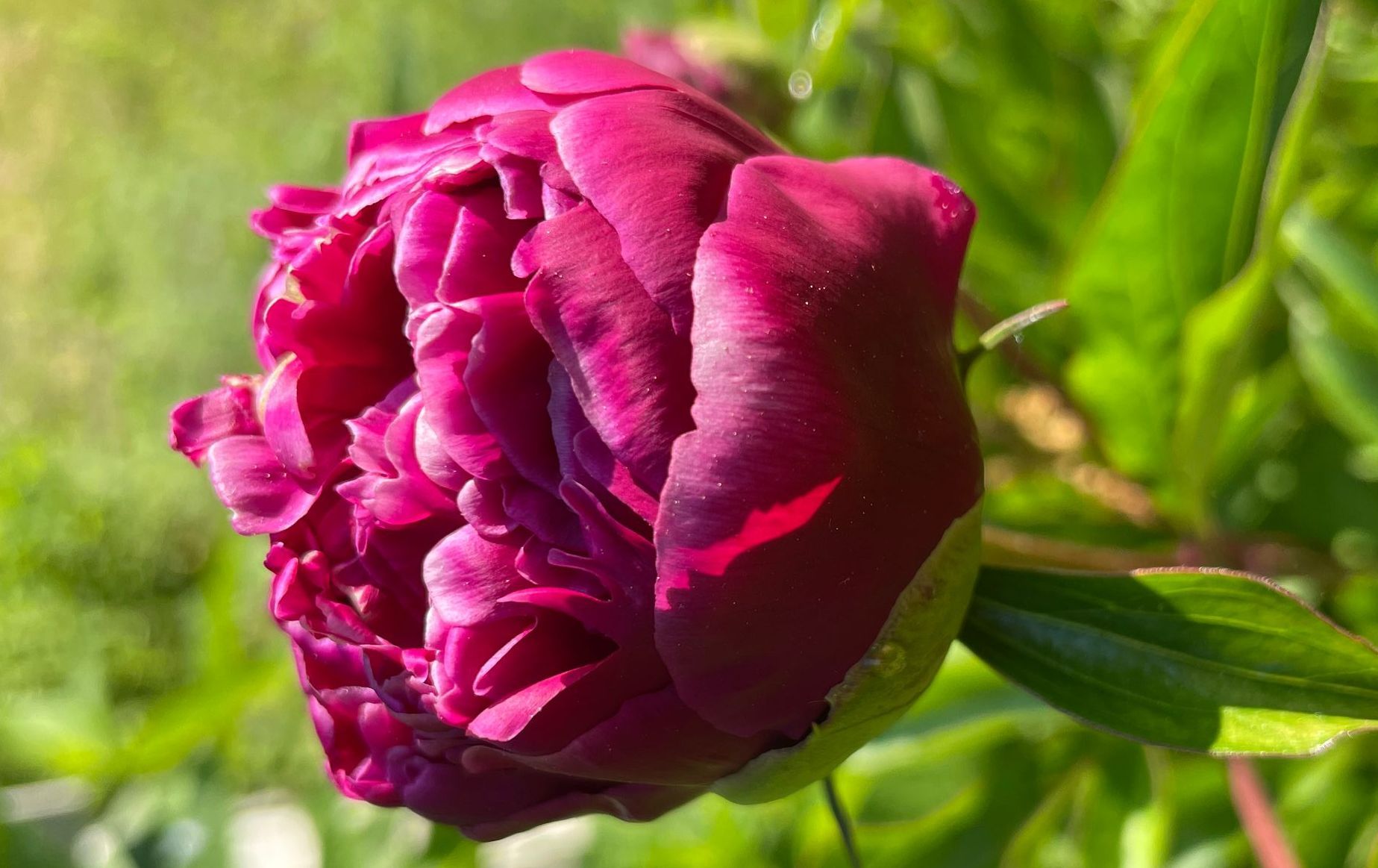 Close-up of a deep red peony flower bud with dew drops, surrounded by green leaves, in bright sunlight.