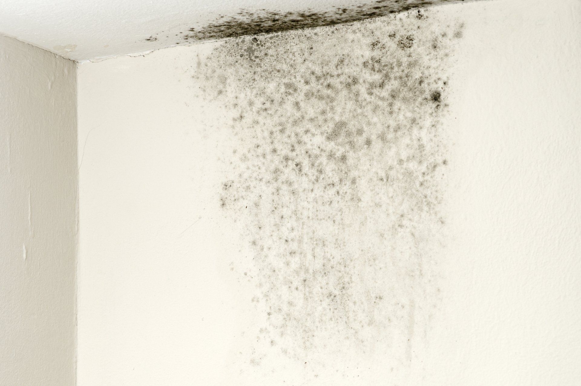 Mold on Ceiling — Winston Salem, NC — Green Planet Foam & Fiber