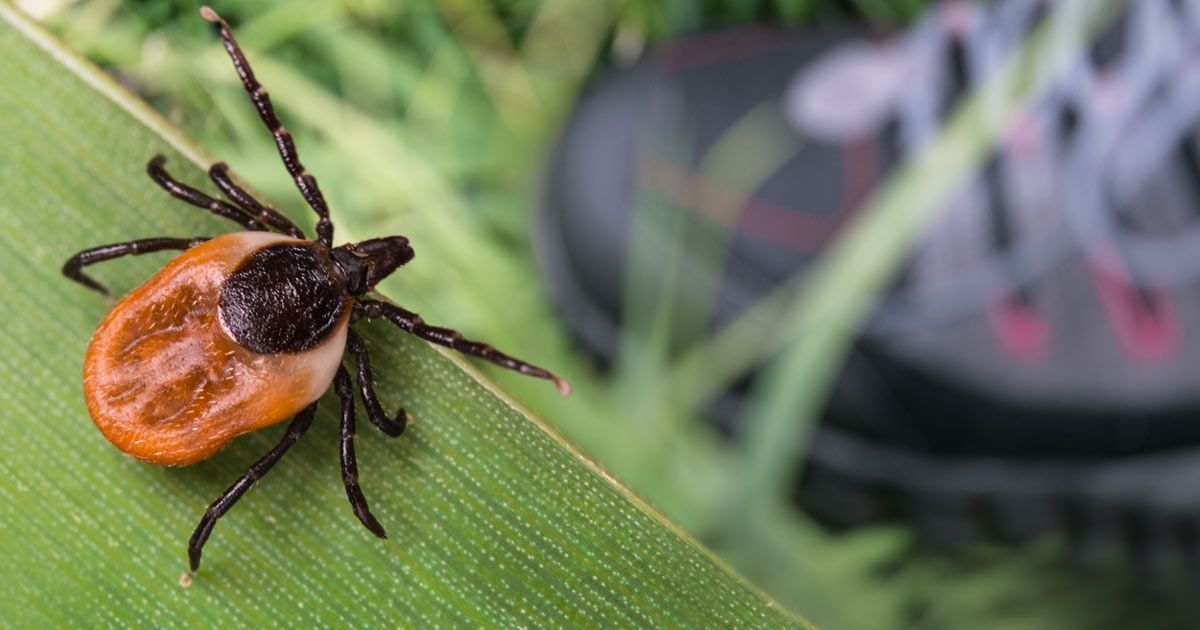 A tick is sitting on a green leaf next to a pair of shoes representing Lyme Disease Treatments NYC by Dr. John Salerno