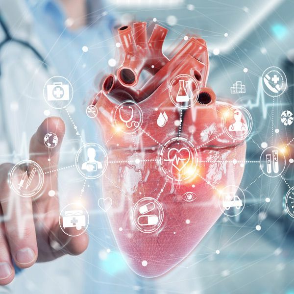 A person is holding a model of a human heart in their hand representing Cardiovascular Health Testing