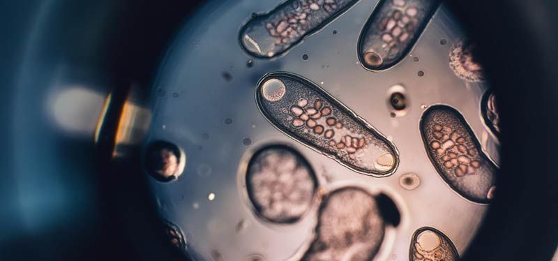 Microscopic images of Protozoa are parasites that typically enter the body through contamination