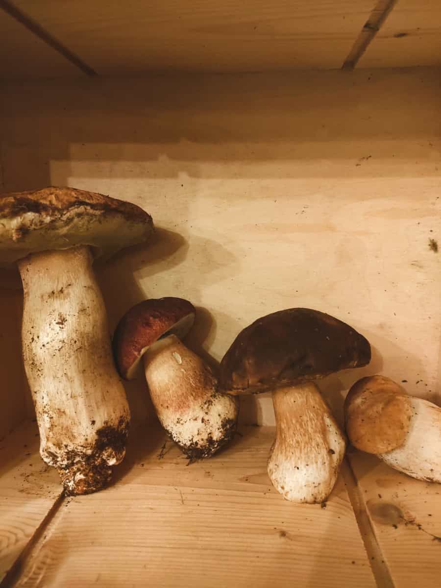Porcini mushrooms in a wooden box
